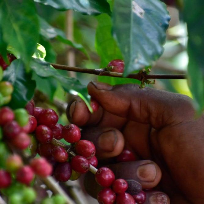 Harvesting coffee cherries for Banko Gotiti