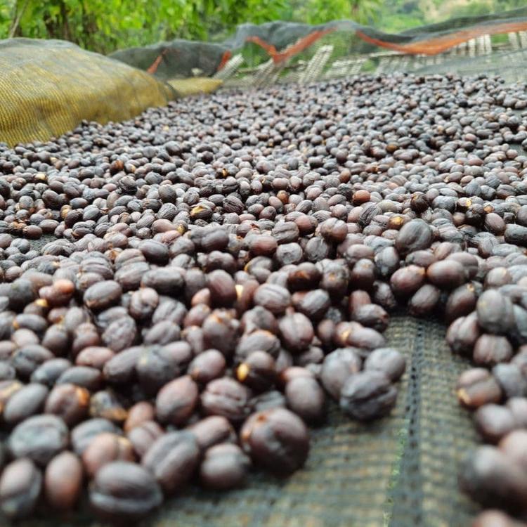 Coffees drying at Banko Gotiti