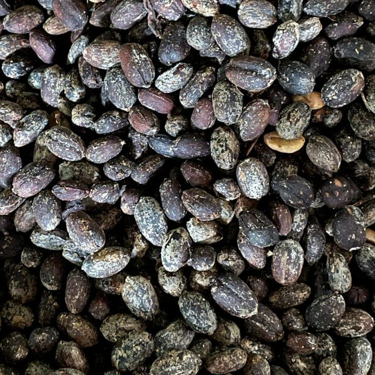 Dried koji process coffee