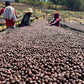 Shantawene coffee drying in Ethiopia