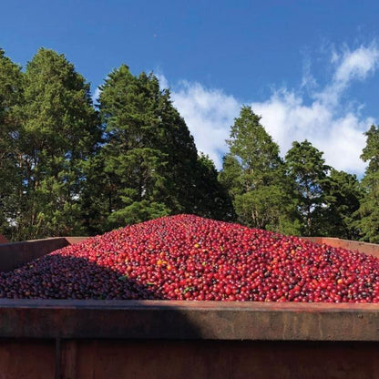 Freshly harvested coffee cherries at Volcan Azul