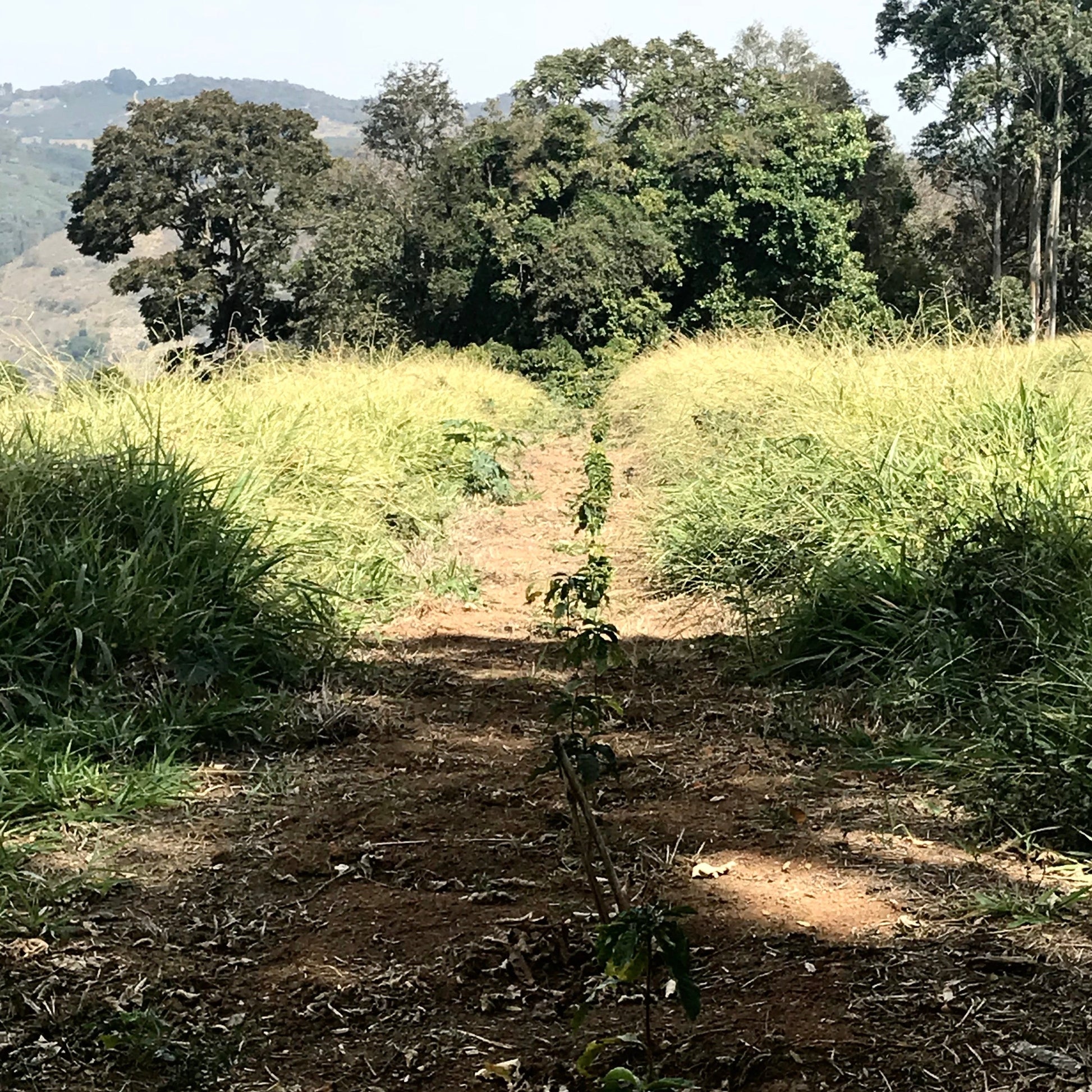 FAZENDA DA MATA (6667138236496)