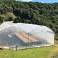 Honey processed coffee beans drying in greenhouses